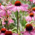 24x Purpur-Sonnenhut 'Magnus' – 10-25cm hoch, 9cm Topf Bild 6