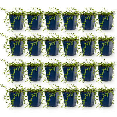 Vinca minor Alba (Maagdenpalm): 24 weiße Bodendecker, Topf 11cm