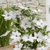 Clematis Garland Tsukiko Kletterpflanze, weißblühend, 23cm Topf Bild 4