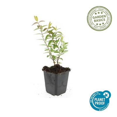60x St. John's Wort 'Hidcote' - ↕10-25cm - Ø9cm