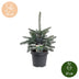 2x Picea pungens Glauca - Blaufichte - Blau - Weihnachtsbaum - Ø23cm - ↕60cm Bild 5