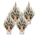 4x Picea glauca Conica - Zuckerhutfichte - Grün - Weiß - Weihnachtsbaum - inkl. Zinktopf - Ø17cm - ↕65cm Bild 2