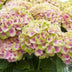 Hortensie Magical Jewel Pink: 2 Pflanzen im 23cm Topf, 55cm hoch Bild 7