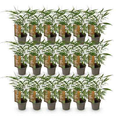 Green boutiQ Bambus 'Asian Wonder' - 18 Pflanzen, Topf 14cm, 35cm hoch
