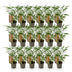 Green boutiQ Bambus 'Asian Wonder' - 18 Pflanzen, Topf 14cm, 35cm hoch Bild 2