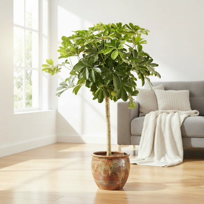 Schefflera auf Stamm - 130 cm - ø23