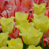 Tulpenbollen World Friendship – 20 Stuks | KH Bloembollen® | Lichtgele Tulp – Zacht, Vriendelijk & Elegant – Voor Tuin of Pot – Maat 11/12 – Vers van de Teler Bild 3