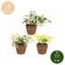 3x Epipremnum Tricolour Set: Gelb, Grün & Creme | 20-25cm Bild 5