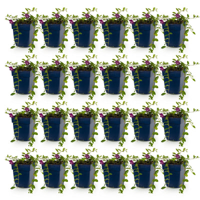 24x Vinca Minor Atropurpurea - Maagdenpalm - Lila Bodendecker