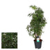 Polyscias Hawaiiana Ming Zimmerpflanze im Ø17cm Topf, 65cm hoch Bild 2
