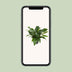 Anthurium Jungle Bush – Ø30cm – ↕70cm Bild 5