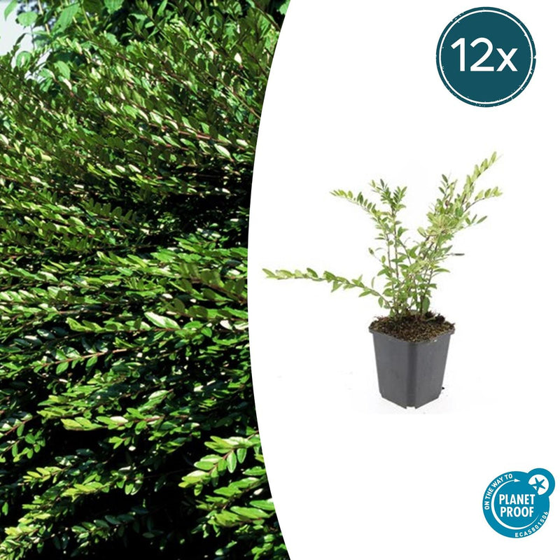 12x Lonicera pileata - ↕10-25cm - Ø9cm