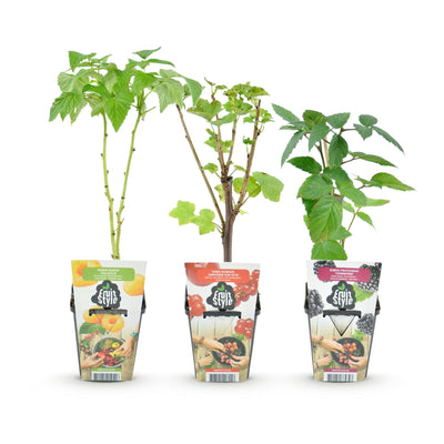 GreenboutiQ Obstpflanzen: Beeren-Trio - Winterhart - 3er Topf 9cm