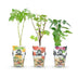 GreenboutiQ Obstpflanzen: Beeren-Trio - Winterhart - 3er Topf 9cm Bild 2