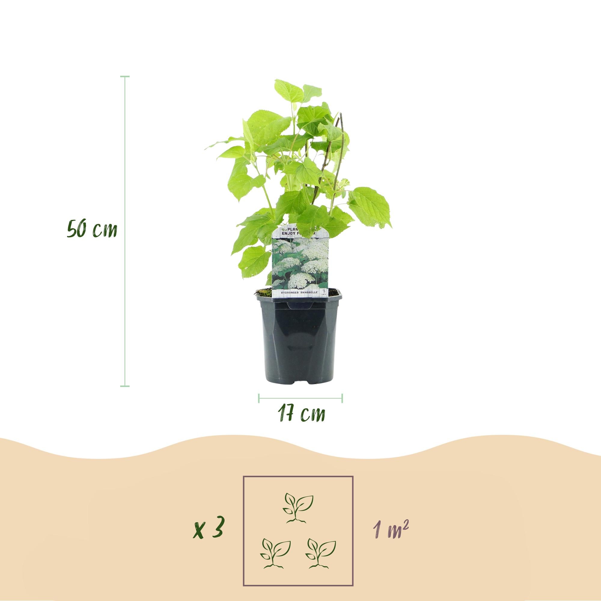 GreenboutiQ - Rispenhortensie - Hydrangea arborescens Annabelle - Blüte Weiß - 3 Pflanzen - 1 m2 - Laubabwerfend - Große Blüten - Topf 17cm Höhe 50cm