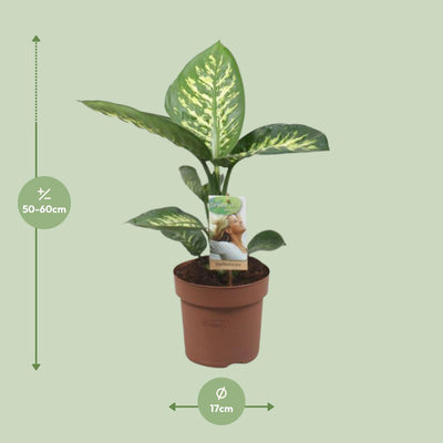 Dieffenbachia Tropic Snow, 60cm, Ø17cm