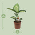 Dieffenbachia Tropic Snow, 60cm, Ø17cm Bild 2