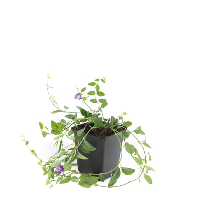 24x Kleines Immergrün 'Atropurpurea' - Bodendecker - 10-25cm