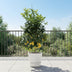 Zitronenbaum Calamondin (Citrus) - 200cm - ø40 Bild 3