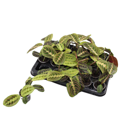Maranta Fascinator Tricolor - Tropische Zimmerpflanze Ø6cm