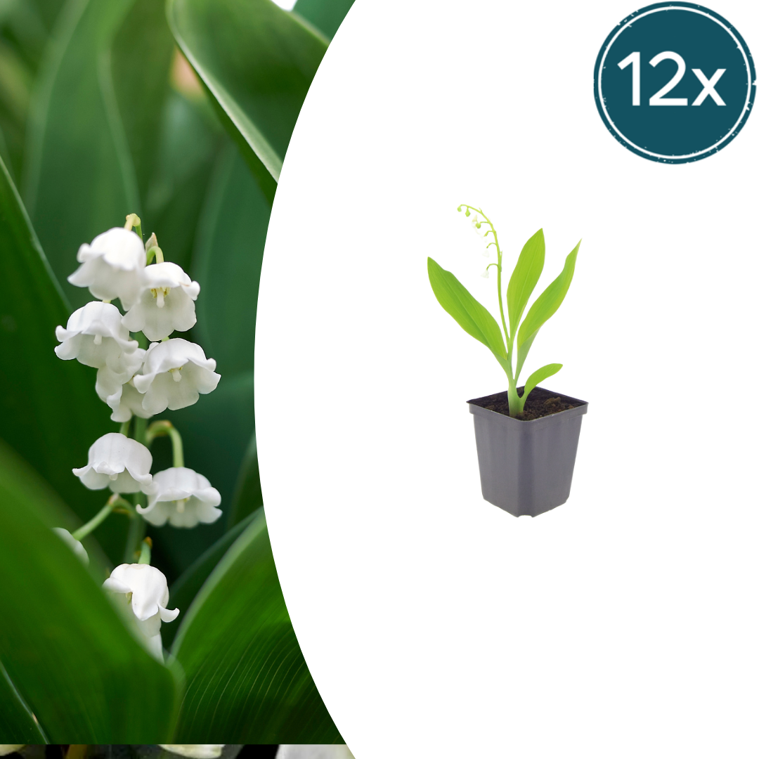 12x Maiglöckchen (Convallaria majalis) - 10-25cm