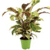 Calathea Fusion Yellow | Zimmerpflanze | 45-55 cm | Ø 14 cm Topf Bild 1