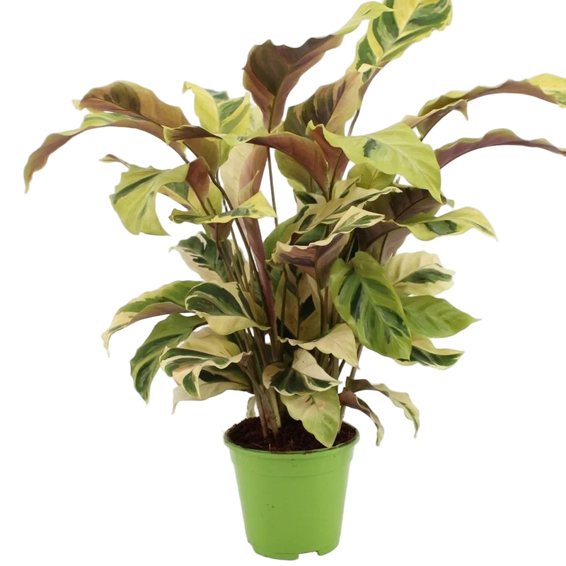 Calathea Fusion Yellow | Zimmerpflanze | 45-55 cm | Ø 14 cm Topf