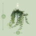 Hedera Wonder Green Efeu Kletterpflanze 70cm - Luftreinigend & Pflegeleicht Bild 2