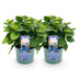 Balkonhortensie 'Magical Revolution Blue' - 2 Pflanzen im 23cm Topf Bild 2