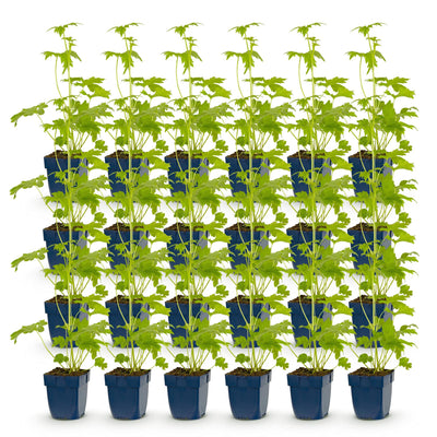 Green boutiQ - Perennial - Delphinium (P) Blue Bird - Larkspur - Bee and Butterfly Attractors - Blue - 24 Plants - Pot 11cm - Height 15-25cm
