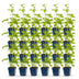 Green boutiQ - Perennial - Delphinium (P) Blue Bird - Larkspur - Bee and Butterfly Attractors - Blue - 24 Plants - Pot 11cm - Height 15-25cm Bild 2