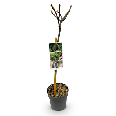 Ficus Carica Brown Turkey Feigenbaum auf Stamm - 90 cm, winterhart