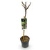 Ficus Carica Brown Turkey Feigenbaum auf Stamm - 90 cm, winterhart Bild 2