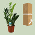 Zamioculcas Zamiifolia (ZZ-Pflanze) Ø17cm H65cm Bild 4