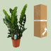 Zamioculcas Zamiifolia (ZZ-Pflanze) - Ø21cm - ↕80cm Bild 4