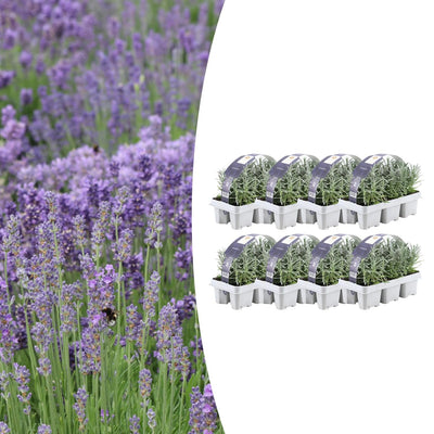 8x Lavendel angustifolia - 7cm Topf, 15cm hoch - Duftende Blüten