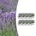 8x Lavendel angustifolia - 7cm Topf, 15cm hoch - Duftende Blüten Bild 1