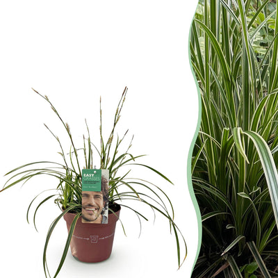 Carex morrowii Ice Dance - Ziergras, winterhart, Topf 17cm, Höhe 50cm