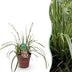 Carex morrowii Ice Dance - Ziergras, winterhart, Topf 17cm, Höhe 50cm Bild 1