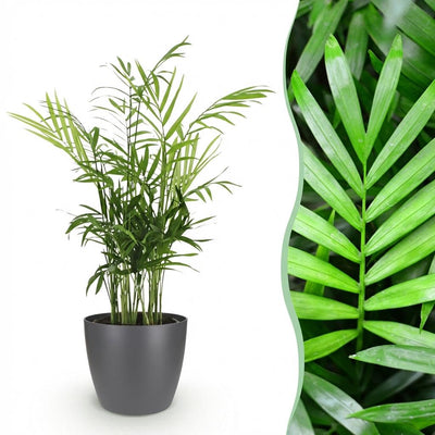 Goldpalme Chamaedorea elegans, Haustierfreundlich, Topf 12cm, H 15cm