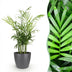 Parlor Palm Chamaedorea elegans, Pet-friendly, Pot 12cm, H 15cm Bild 1
