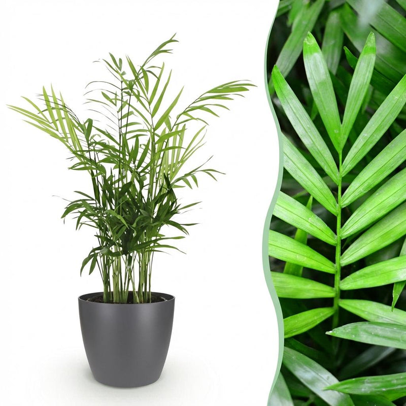 Parlor Palm Chamaedorea elegans, Pet-friendly, Pot 12cm, H 15cm