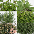 Gartenkräuter-Mischung: 4 Pflanzen im Ø14cm Topf, 18cm hoch Bild 3