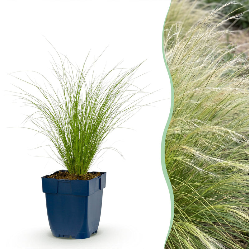 Green boutiQ - Grasses - Stipa tenuissima Ponytails - Feather Grass - Evergreen - Green - 12 Plants - Pot 11cm - Height 15-25cm