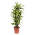 Dracaena Lemon Lime (150 cm) – Vibrant Foliage for Your Home Bild 1