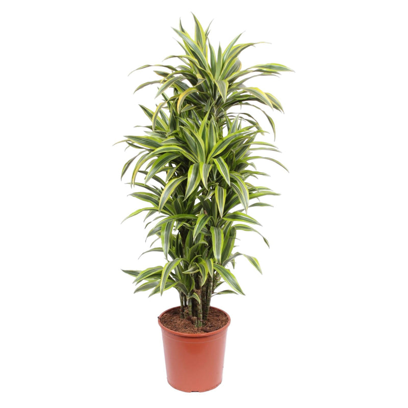 Dracaena Lemon Lime (150 cm) – Vibrant Foliage for Your Home