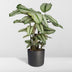 Calathea Whitestar - Pfauenpflanze, Ø19cm, ↕50cm Bild 4