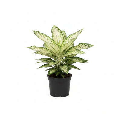 Aglaonema Silver Queen Zimmerpflanze, Ø14cm, ↕45cm