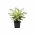 Aglaonema Silver Queen Zimmerpflanze, Ø14cm, ↕45cm Bild 1
