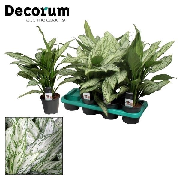 Aglaonema Silver Queen Zimmerpflanze, Ø14cm, ↕45cm